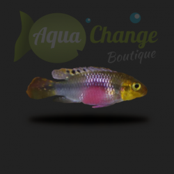 Pelvicachromis subocellatus 'Matadi'
