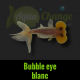 bubble eye blanc