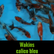 Achat wakins calico bleu