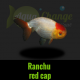 Achat ranchu red cap