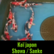 carpe koï origine du japon Showa Sanke