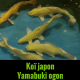 koï du japon Yamabuki ogon