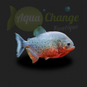  Piranha rouge (Pygocentrus nattereri)