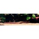 Poisson roseau (Erpetoichthys calabaricus)