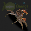 Crabe à pince rouge (Pseudosesarma moeshi)