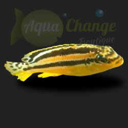 Frappeur de pierre du Malawi (Melanochromis auratus)