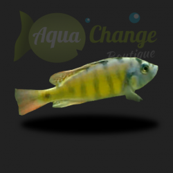 Haplochromis obliquidens (Astatotilapia sp. CH44)