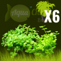 x6 pots de Bacopa australis