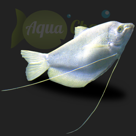 Gourami argent (Trichogaster microlepis)