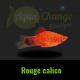 platy rouge calico