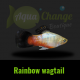 platy rainbow wagtail