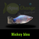 platy mickey bleu