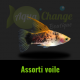 platy voile