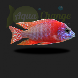 Aulonocara sp. red rubin