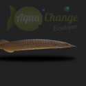 Macrognathus pancalus (Anguille à points)