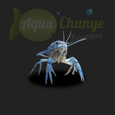 Procambarus alleni (Ecrevisse bleue de Floride)