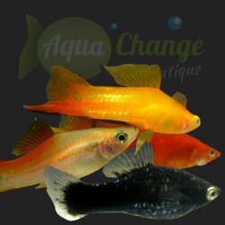achat en ligne de xipho