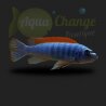Labeotropheus trewavasae