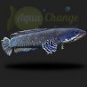 Channa pulchra