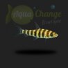 Leporinus affinis