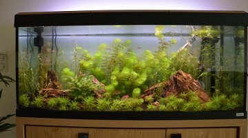 240 litres Asiatique