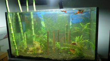 60 l principal