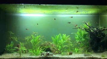 200l amazonien