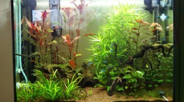 75 litres Amazonien