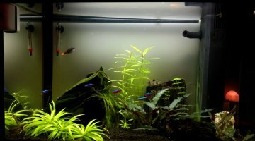 60l Juwel