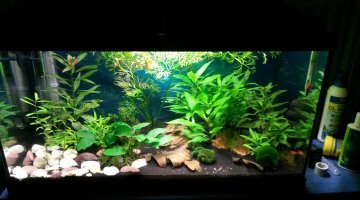 Aquarium 54L CPO