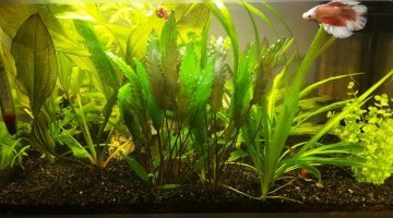 30L Betta&crevettes - Yamaneko