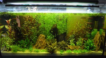 200L Cosmopolite