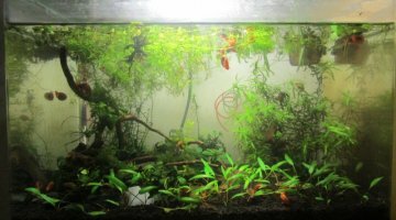 40l low tech