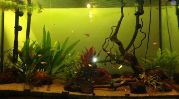 180L Ciano Amazonien communautaire