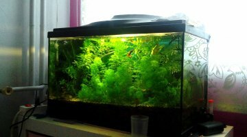 espace de verdure 60 litre