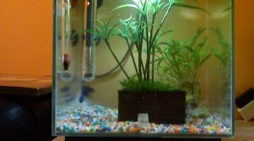19l pour Betta