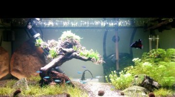 Bac Zen bonsai