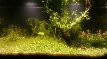 Nano arbre 20L