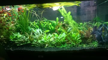 180l rio juwel