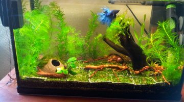 Bac Betta