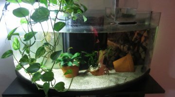 Mon bac 140l des axolotls