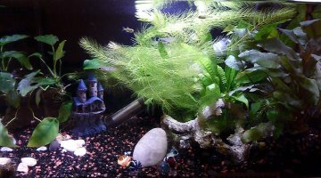 Nano 20L
