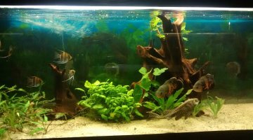 Bac Amazonien 900L