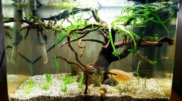 25L - Betta femelle - Arrêté