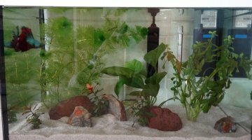 20 litres physes