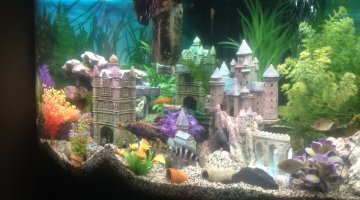 350l cichlid...Deco harry potter...