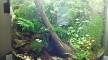 Jungle australe
