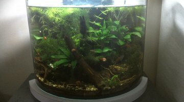 Jungle australe low tech