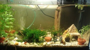 Bac invertébré danio low tech