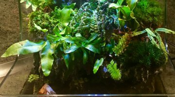 Paludarium